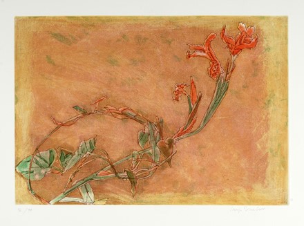 Mario Schifano  (Homs, 1934 - Roma, 1998) : Gigli d'acqua.  - Auction Graphics & Books - Libreria Antiquaria Gonnelli - Casa d'Aste - Gonnelli Casa d'Aste