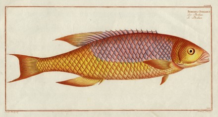  Marc Elieser Bloch : Lotto composto di 4 tavole dal Allgemeine Naturgeschichte der Fische.  - Auction Graphics & Books - Libreria Antiquaria Gonnelli - Casa d'Aste - Gonnelli Casa d'Aste