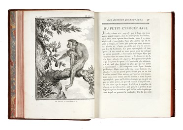  Buffon Georges Louis : Histoire naturelle gnrale et particuliere...  Bernard Germain Etienne (de) Lacpde, Louis Jean Marie Daubenton, Louis Legrand  (Digione, 1863 - Livry-Gargan, Seine-et-Oise, 1951), Nicolas De Launay  (Parigi, 1739 - 1792)  - Asta Libri, autografi e manoscritti - Libreria Antiquaria Gonnelli - Casa d'Aste - Gonnelli Casa d'Aste