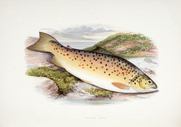  Houghton William : British fresh-water fishes [...] illustrated with a coloured figure of each species drawn from nature...  John Robson  - Asta Libri, autografi e manoscritti - Libreria Antiquaria Gonnelli - Casa d'Aste - Gonnelli Casa d'Aste