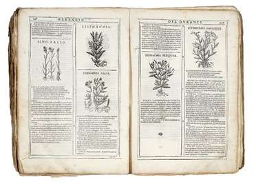  Durante Castore : Herbario novo [...] con figure, che rappresentano le vive piante, che nascono in tutta Europa & nell'Indie orientali, & occidentali. Botanica, Figurato, Medicina, Scienze naturali, Collezionismo e Bibliografia  - Auction Books, autographs & manuscripts - Libreria Antiquaria Gonnelli - Casa d'Aste - Gonnelli Casa d'Aste
