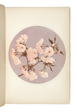  Ogawa Kazumasa : Some Japanese flowers.  - Asta Libri, autografi e manoscritti - Libreria Antiquaria Gonnelli - Casa d'Aste - Gonnelli Casa d'Aste