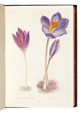 Raccolta di 13 opere illustrate di zoologia e botanica, molte delle quali dedicate alla flora alpina  Henri Louis Duhamel du Monceau, Grandville J.J. [pseud. di Gérard Jean Ignace Isidore]  (Nancy, 1803 - Vanves, 1847), Max (von) Schulze  - Asta Libri, autografi e manoscritti - Libreria Antiquaria Gonnelli - Casa d'Aste - Gonnelli Casa d'Aste