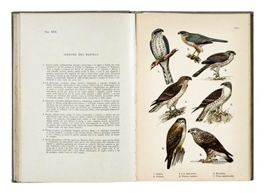 Raccolta di 13 opere illustrate di zoologia e botanica, molte delle quali dedicate alla flora alpina  Henri Louis Duhamel du Monceau, Grandville J.J. [pseud. di Gérard Jean Ignace Isidore]  (Nancy, 1803 - Vanves, 1847), Max (von) Schulze  - Asta Libri, autografi e manoscritti - Libreria Antiquaria Gonnelli - Casa d'Aste - Gonnelli Casa d'Aste