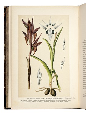 Raccolta di 13 opere illustrate di zoologia e botanica, molte delle quali dedicate alla flora alpina  Henri Louis Duhamel du Monceau, Grandville J.J. [pseud. di Gérard Jean Ignace Isidore]  (Nancy, 1803 - Vanves, 1847), Max (von) Schulze  - Asta Libri, autografi e manoscritti - Libreria Antiquaria Gonnelli - Casa d'Aste - Gonnelli Casa d'Aste