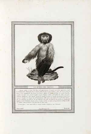  Jacob Nicolas Henri : Storia naturale delle scimie e dei maki [...] dietro le scoperte  [..]