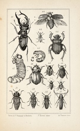  Disconzi Francesco : Entomologia vicentina, ossia Catalogo sistematico degl'insetti della provincia di Vicenza... Fascicolo primo (-terzo ed ultimo). Scienze naturali, Insetti, Scienze naturali  - Auction Books, autographs & manuscripts - Libreria Antiquaria Gonnelli - Casa d'Aste - Gonnelli Casa d'Aste