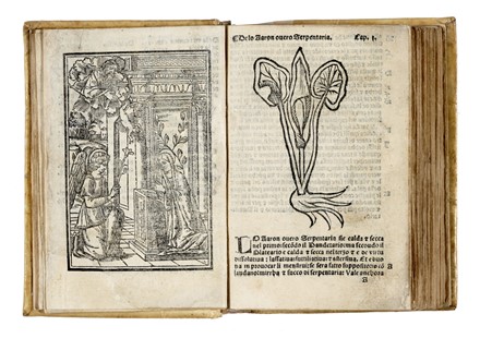  Arnaldo de Vilanova : Herbolario volgare, nel quale se dimostra a conoscer le herbe... Botanica, Figurato, Scienze naturali, Collezionismo e Bibliografia  - Auction Books, autographs & manuscripts - Libreria Antiquaria Gonnelli - Casa d'Aste - Gonnelli Casa d'Aste