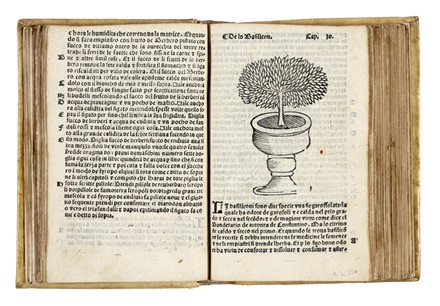  Arnaldo de Vilanova : Herbolario volgare, nel quale se dimostra a conoscer le herbe...  - Asta Libri, autografi e manoscritti - Libreria Antiquaria Gonnelli - Casa d'Aste - Gonnelli Casa d'Aste