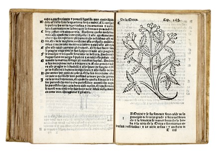  Arnaldo de Vilanova : Herbolario volgare, nel quale se dimostra a conoscer le herbe... Botanica, Figurato, Scienze naturali, Collezionismo e Bibliografia  - Auction Books, autographs & manuscripts - Libreria Antiquaria Gonnelli - Casa d'Aste - Gonnelli Casa d'Aste