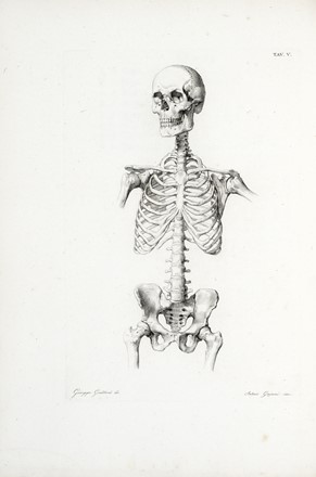  Sabattini Giambattista : Tavole anatomiche per li pittori, e gli scultori. Anatomia, Pittura, Scultura, Medicina, Arte, Arte  - Auction Books, autographs & manuscripts - Libreria Antiquaria Gonnelli - Casa d'Aste - Gonnelli Casa d'Aste