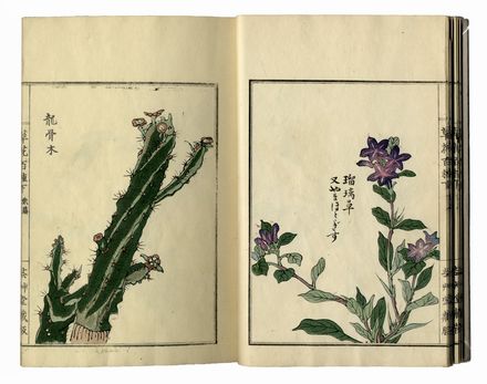  Kono Bairei  (Kyoto,, 1844 - 1895) : Bairei hyakucho gafu (Album dei cento uccelli e fiori di Bairei).  - Auction Ancient, modern and contemporary art - Libreria Antiquaria Gonnelli - Casa d'Aste - Gonnelli Casa d'Aste