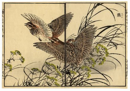  Kono Bairei  (Kyoto,, 1844 - 1895) : Cucciolo di cinghiale / Pernici.  - Auction Ancient, modern and contemporary art - Libreria Antiquaria Gonnelli - Casa d'Aste - Gonnelli Casa d'Aste