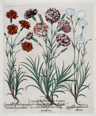  Basilius Besler  (Norimberga, 1561 - 1629) : Quattro tavole da Hortus Eystettensis.  [..]
