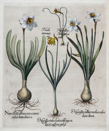  Basilius Besler  (Norimberga, 1561 - 1629) : Tre tavole da Hortus Eystettensis.  [..]