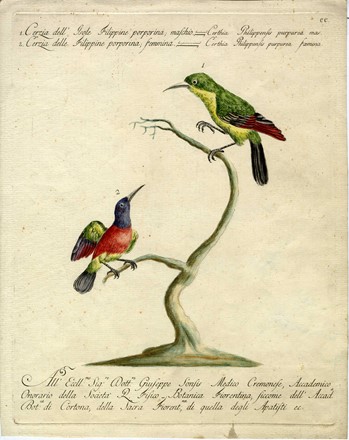  Saverio Manetti  (Brozzi, 1723 - Firenze, 1784) : Tre tavole ornitologiche.  - Asta Arte Antica, Moderna e Contemporanea - PARTE I - Libreria Antiquaria Gonnelli - Casa d'Aste - Gonnelli Casa d'Aste