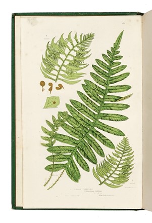  Pratt Anne : The Ferns of Great Britain and Their Allies...  Rudyard Kipling  - Asta Libri a stampa dal XVI al XX secolo [ASTA A TEMPO - PARTE II] - Libreria Antiquaria Gonnelli - Casa d'Aste - Gonnelli Casa d'Aste
