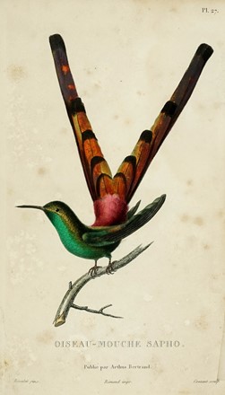  Lesson René Primevère : Histoire naturelle des oiseaux-mouches, ouvrage orne de planches dessinees et gravees par le meilleurs artistes... Scienze naturali, Figurato  - Auction Books from XV to XIX Century [II Part] - Libreria Antiquaria Gonnelli - Casa d'Aste - Gonnelli Casa d'Aste