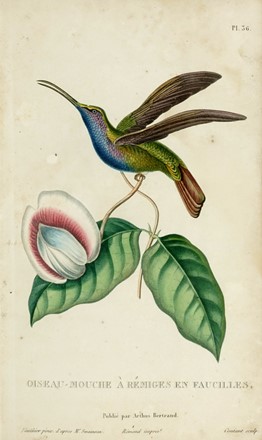  Lesson René Primevère : Histoire naturelle des oiseaux-mouches, ouvrage orne de planches dessinees et gravees par le meilleurs artistes... Scienze naturali, Figurato  - Auction Books from XV to XIX Century [II Part] - Libreria Antiquaria Gonnelli - Casa d'Aste - Gonnelli Casa d'Aste