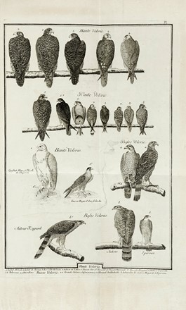  Huber Jean : Observations sur le vol des oiseaux de proie.  - Asta Libri a stampa dal XV al XIX secolo [Parte II] - Libreria Antiquaria Gonnelli - Casa d'Aste - Gonnelli Casa d'Aste