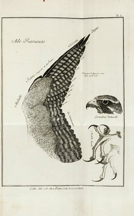  Huber Jean : Observations sur le vol des oiseaux de proie.  - Asta Libri a stampa dal XV al XIX secolo [Parte II] - Libreria Antiquaria Gonnelli - Casa d'Aste - Gonnelli Casa d'Aste