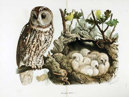  Bettoni Eugenio : Storia naturale degli uccelli che nidificano in Lombardia ad illustrazione della raccolta ornitologica dei fratelli Ercole ed Ernesto Turati... Vol. I (-II).  - Asta Libri a stampa dal XV al XIX secolo [Parte II] - Libreria Antiquaria Gonnelli - Casa d'Aste - Gonnelli Casa d'Aste