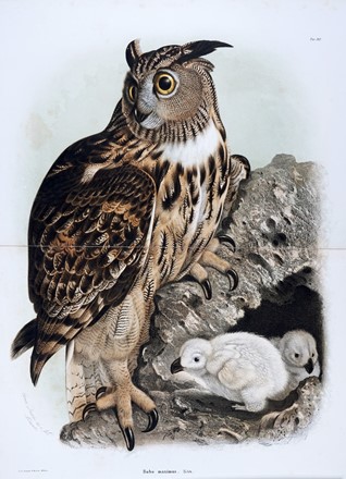  Bettoni Eugenio : Storia naturale degli uccelli che nidificano in Lombardia ad illustrazione della raccolta ornitologica dei fratelli Ercole ed Ernesto Turati... Vol. I (-II).  - Asta Libri a stampa dal XV al XIX secolo [Parte II] - Libreria Antiquaria Gonnelli - Casa d'Aste - Gonnelli Casa d'Aste