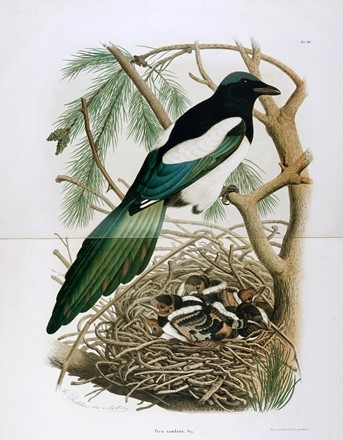  Bettoni Eugenio : Storia naturale degli uccelli che nidificano in Lombardia ad illustrazione della raccolta ornitologica dei fratelli Ercole ed Ernesto Turati... Vol. I (-II).  - Asta Libri a stampa dal XV al XIX secolo [Parte II] - Libreria Antiquaria Gonnelli - Casa d'Aste - Gonnelli Casa d'Aste
