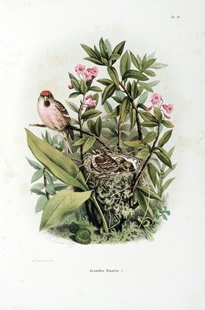  Bettoni Eugenio : Storia naturale degli uccelli che nidificano in Lombardia ad illustrazione della raccolta ornitologica dei fratelli Ercole ed Ernesto Turati... Vol. I (-II).  - Asta Libri a stampa dal XV al XIX secolo [Parte II] - Libreria Antiquaria Gonnelli - Casa d'Aste - Gonnelli Casa d'Aste