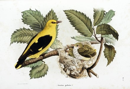  Bettoni Eugenio : Storia naturale degli uccelli che nidificano in Lombardia ad illustrazione della raccolta ornitologica dei fratelli Ercole ed Ernesto Turati... Vol. I (-II).  - Asta Libri a stampa dal XV al XIX secolo [Parte II] - Libreria Antiquaria Gonnelli - Casa d'Aste - Gonnelli Casa d'Aste