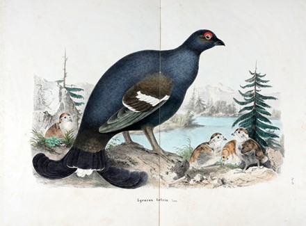  Bettoni Eugenio : Storia naturale degli uccelli che nidificano in Lombardia ad illustrazione della raccolta ornitologica dei fratelli Ercole ed Ernesto Turati... Vol. I (-II).  - Asta Libri a stampa dal XV al XIX secolo [Parte II] - Libreria Antiquaria Gonnelli - Casa d'Aste - Gonnelli Casa d'Aste
