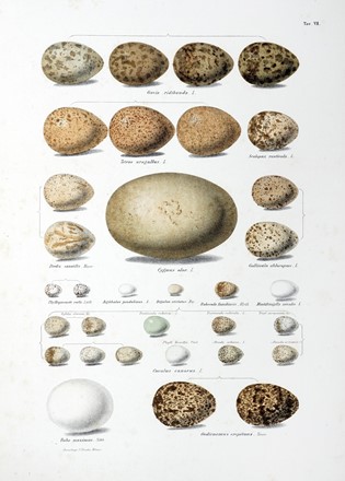  Bettoni Eugenio : Storia naturale degli uccelli che nidificano in Lombardia ad illustrazione della raccolta ornitologica dei fratelli Ercole ed Ernesto Turati... Vol. I (-II).  - Asta Libri a stampa dal XV al XIX secolo [Parte II] - Libreria Antiquaria Gonnelli - Casa d'Aste - Gonnelli Casa d'Aste