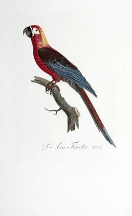  Levaillant Franois : Histoire naturelle des perroquets. Tome premier (-second).  [..]