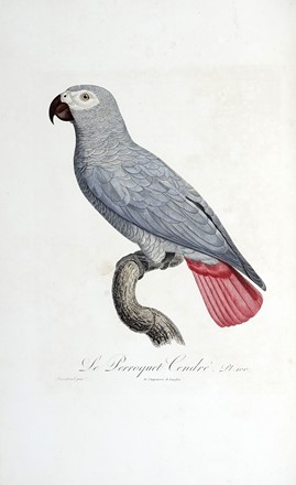  Levaillant Franois : Histoire naturelle des perroquets. Tome premier (-second).  [..]