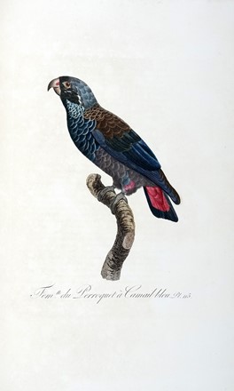  Levaillant Franois : Histoire naturelle des perroquets. Tome premier (-second).  [..]