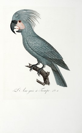  Levaillant Franois : Histoire naturelle des perroquets. Tome premier (-second).  [..]