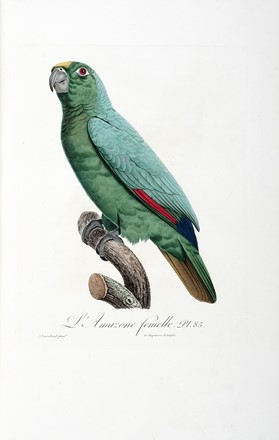  Levaillant Franois : Histoire naturelle des perroquets. Tome premier (-second).  [..]