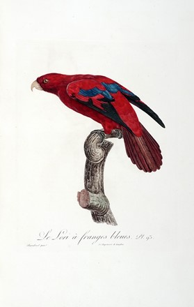  Levaillant François : Histoire naturelle des perroquets. Tome premier (-second).  [..]