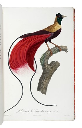  Levaillant François : Histoire naturelle des oiseaux de paradis et des rolliers, suivie de celle des Toucans et des Barbus. Tome premier (-second).  - Asta Libri a stampa dal XV al XIX secolo [Parte II] - Libreria Antiquaria Gonnelli - Casa d'Aste - Gonnelli Casa d'Aste