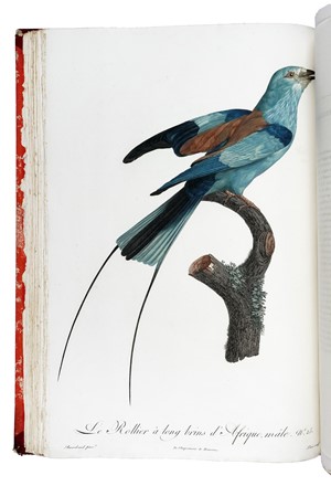  Levaillant François : Histoire naturelle des oiseaux de paradis et des rolliers, suivie de celle des Toucans et des Barbus. Tome premier (-second).  - Asta Libri a stampa dal XV al XIX secolo [Parte II] - Libreria Antiquaria Gonnelli - Casa d'Aste - Gonnelli Casa d'Aste