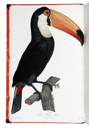  Levaillant François : Histoire naturelle des oiseaux de paradis et des rolliers, suivie de celle des Toucans et des Barbus. Tome premier (-second).  - Asta Libri a stampa dal XV al XIX secolo [Parte II] - Libreria Antiquaria Gonnelli - Casa d'Aste - Gonnelli Casa d'Aste