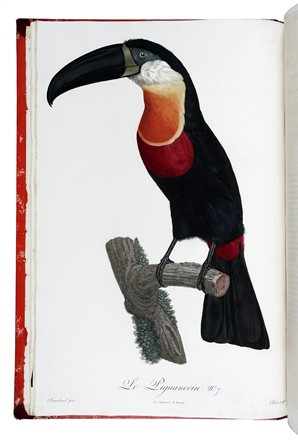  Levaillant François : Histoire naturelle des oiseaux de paradis et des rolliers, suivie de celle des Toucans et des Barbus. Tome premier (-second).  - Asta Libri a stampa dal XV al XIX secolo [Parte II] - Libreria Antiquaria Gonnelli - Casa d'Aste - Gonnelli Casa d'Aste