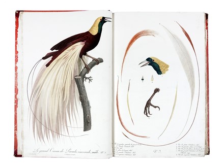  Levaillant François : Histoire naturelle des oiseaux de paradis et des rolliers, suivie de celle des Toucans et des Barbus. Tome premier (-second).  - Asta Libri a stampa dal XV al XIX secolo [Parte II] - Libreria Antiquaria Gonnelli - Casa d'Aste - Gonnelli Casa d'Aste