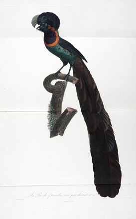  Levaillant François : Histoire naturelle des oiseaux de paradis et des rolliers, suivie de celle des Toucans et des Barbus. Tome premier (-second).  - Asta Libri a stampa dal XV al XIX secolo [Parte II] - Libreria Antiquaria Gonnelli - Casa d'Aste - Gonnelli Casa d'Aste