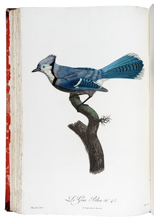  Levaillant François : Histoire naturelle des oiseaux de paradis et des rolliers, suivie de celle des Toucans et des Barbus. Tome premier (-second).  - Asta Libri a stampa dal XV al XIX secolo [Parte II] - Libreria Antiquaria Gonnelli - Casa d'Aste - Gonnelli Casa d'Aste