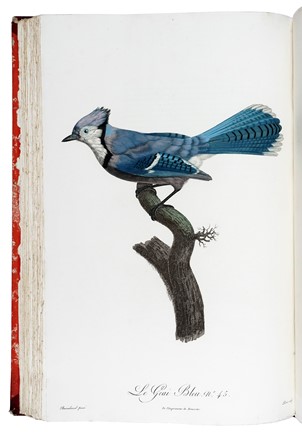  Levaillant Franois : Histoire naturelle des oiseaux de paradis et des rolliers, suivie de celle des Toucans et des Barbus. Tome premier (-second). Uccelli, Scienze naturali, Figurato, Scienze naturali, Collezionismo e Bibliografia  - Auction Books from XV to XIX Century [II Part] - Libreria Antiquaria Gonnelli - Casa d'Aste - Gonnelli Casa d'Aste