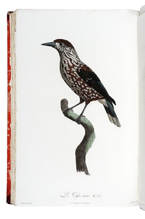  Levaillant François : Histoire naturelle des oiseaux de paradis et des rolliers, suivie de celle des Toucans et des Barbus. Tome premier (-second).  - Asta Libri a stampa dal XV al XIX secolo [Parte II] - Libreria Antiquaria Gonnelli - Casa d'Aste - Gonnelli Casa d'Aste