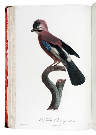  Levaillant Franois : Histoire naturelle des oiseaux de paradis et des rolliers, suivie de celle des Toucans et des Barbus. Tome premier (-second).  - Asta Libri a stampa dal XV al XIX secolo [Parte II] - Libreria Antiquaria Gonnelli - Casa d'Aste - Gonnelli Casa d'Aste