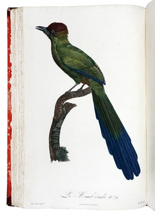  Levaillant Franois : Histoire naturelle des oiseaux de paradis et des rolliers, suivie de celle des Toucans et des Barbus. Tome premier (-second).  - Asta Libri a stampa dal XV al XIX secolo [Parte II] - Libreria Antiquaria Gonnelli - Casa d'Aste - Gonnelli Casa d'Aste