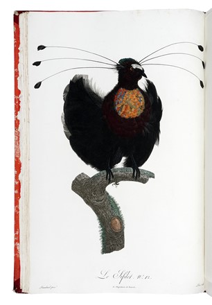  Levaillant François : Histoire naturelle des oiseaux de paradis et des rolliers, suivie de celle des Toucans et des Barbus. Tome premier (-second).  - Asta Libri a stampa dal XV al XIX secolo [Parte II] - Libreria Antiquaria Gonnelli - Casa d'Aste - Gonnelli Casa d'Aste